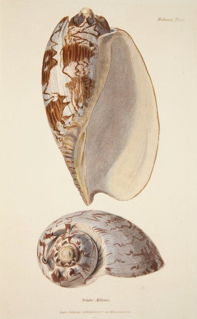 Voluta Miltonis, from The Mollusca and Radiata, pub. 1833 by English School